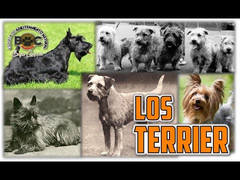 Video: 8 razas de terrier más populares