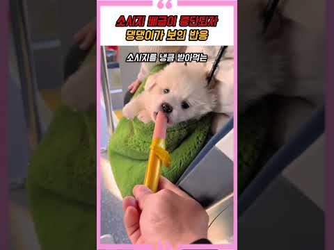 소시지 배급이 중단되자 댕댕이가 보인 반응 thumbnail