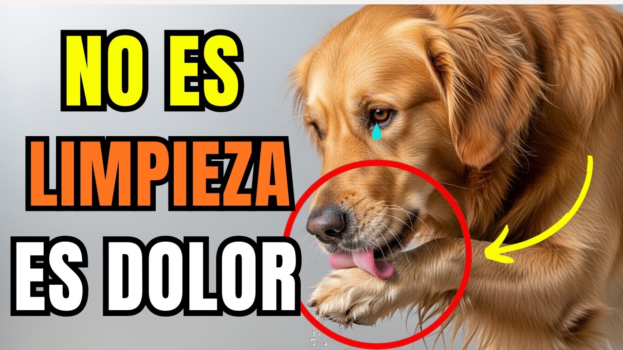 ¿Por Qué Mi Perro Se Lame Tanto? (La Verdad Te Sorprenderá)
