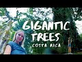 Gigantic Ceiba Trees in Costa Rica | Tree of Life &amp; Tree of Peace | Travel Video