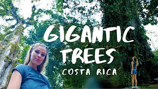 Gigantic Ceiba Trees in Costa Rica | Tree of Life &amp; Tree of Peace | Travel Video