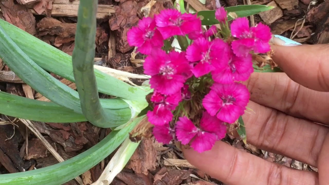 What s Flowering In June YouTube What s Flowering In June YouTube