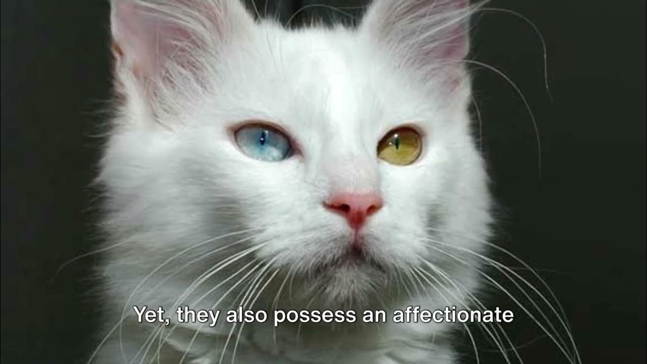 Angora Cat Unveiled Graceful Elegance and Fluffy Splendor! 🐾 YouTube