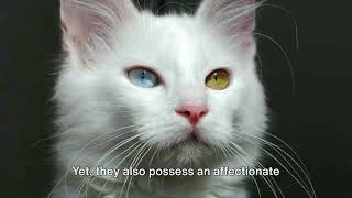 Angora Cat Unveiled: Graceful Elegance and Fluffy Splendor! 🐾