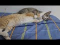 Cute cats family    da po vs dali nhal   play together happily