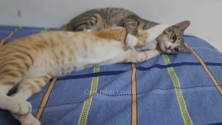 cute cats family    Da po vs Dali Nhal   Play together happily