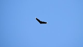 Parrot Disco  Photos and Video