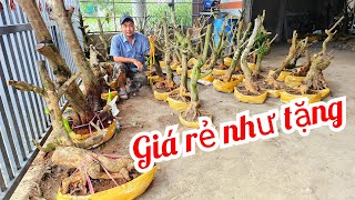 Phôi mai giảo Thủ Đức giá rẻ 28/6 📲 0332333910 Nguyên Bến Tre miền tây tôi yêu (@MaivàngQuêdừa)