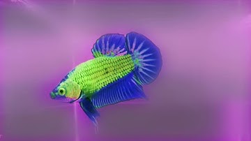 Autechre - Simmm thangka video work in progress 2:41