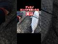 大きいカンパチをポッパーで釣り上げたら実は #fishing #釣り