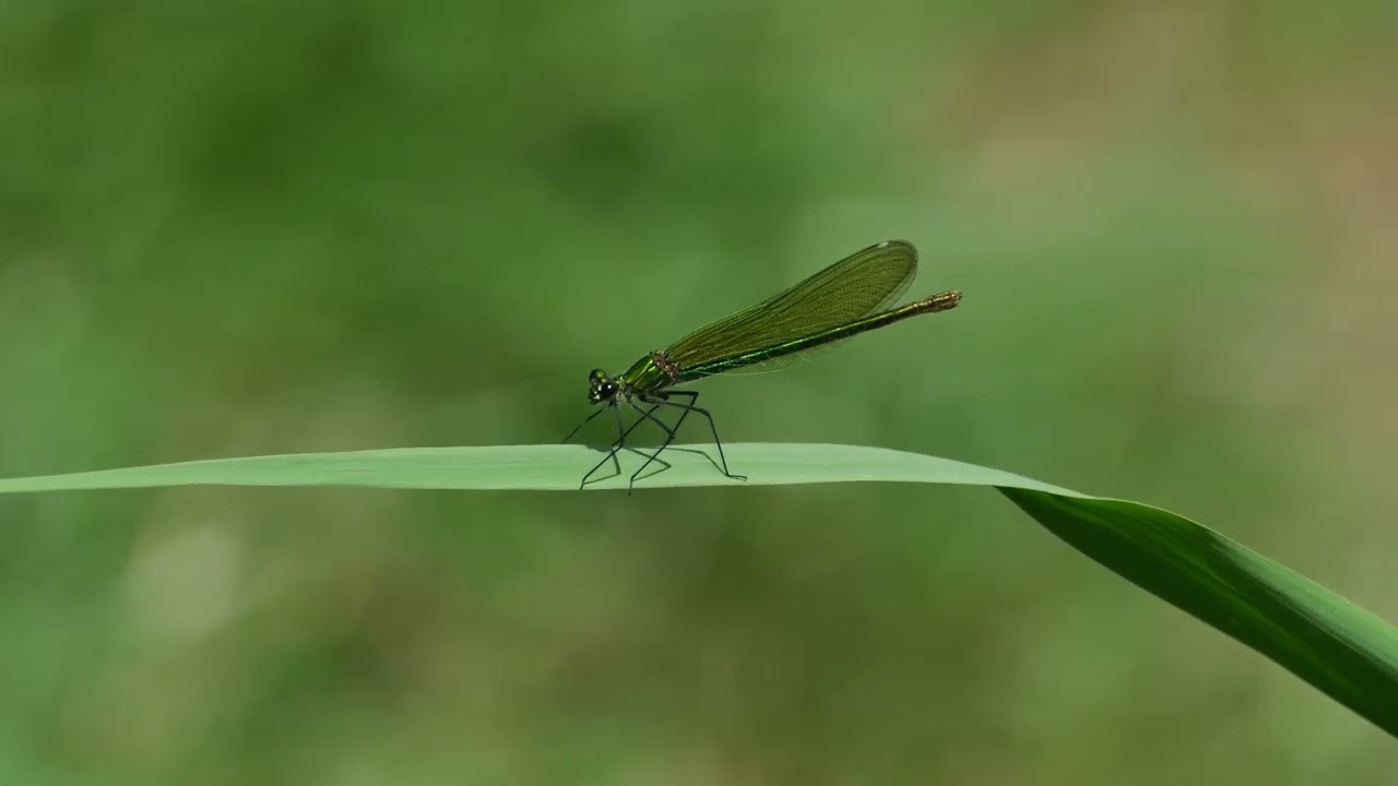 Banded Demoiselles at Lakenheath Fen