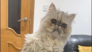 Asking my Persian cat to GET DOWN!