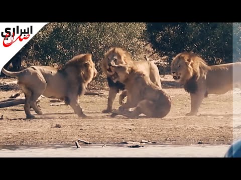 اسد ضد 3 اسود اخر معركة للاسد