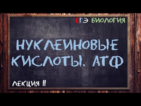 Л.11 | Нуклеиновые кислоты | АТФ | ОБЩАЯ БИОЛОГИЯ ЕГЭ