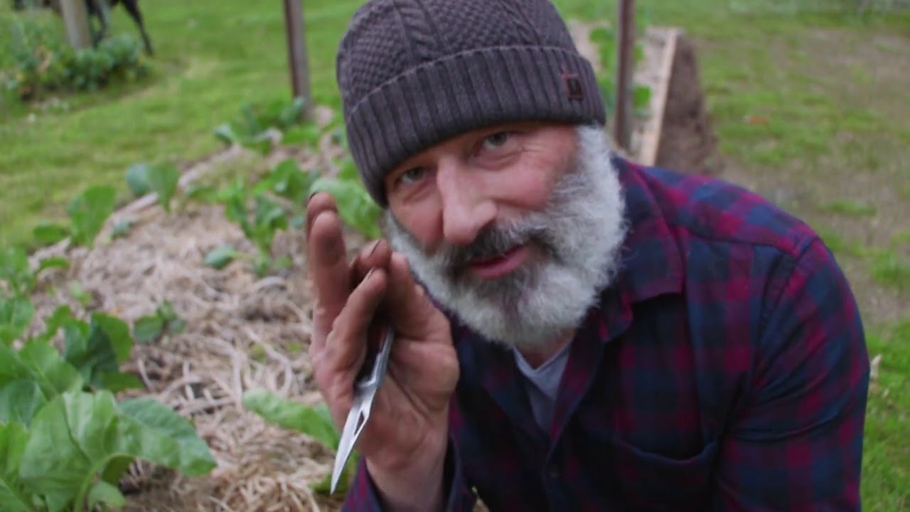 Как остановить появление гусениц в вашем саду