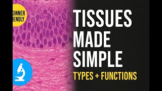 What Are Epithelial Tissues and Types? | Complete Histology Guide with Glands, Ducts & CT