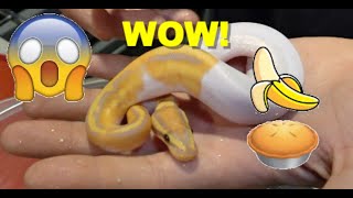 Orange And White Banana Dinker Pied!  Ball Python Clutch Update!