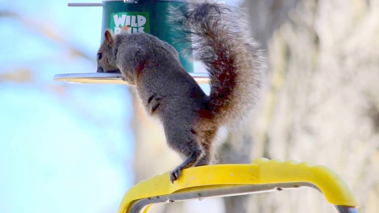 Wild Bill Bird Feeder YouTube