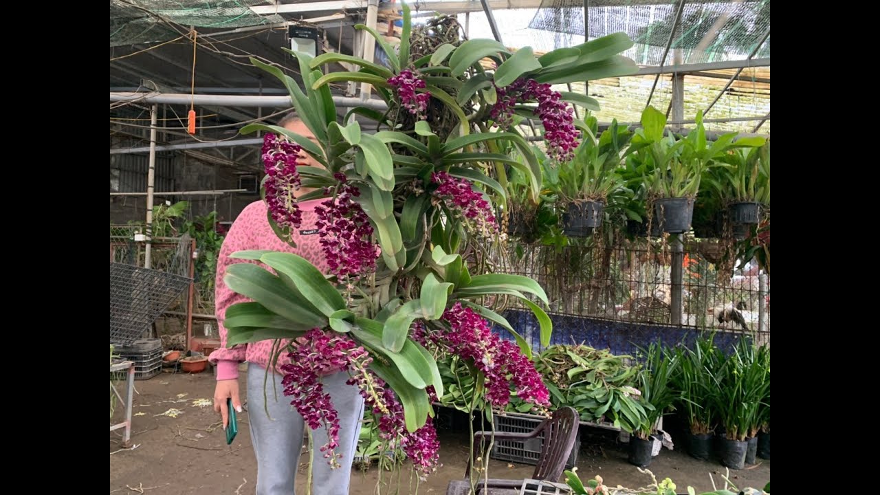 15/1/2026 hàng mới về giá yêu thương