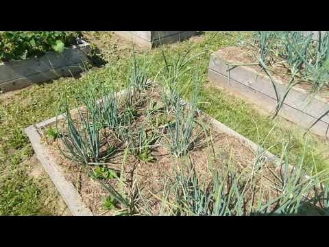 лук эксибишен, севок, многоярусный и семейный в июне. - YouTube