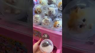 Comprarías Esta Michi Máquina ?