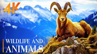 Wild Animals 4k | Explore the wildlife kingdom🌿with pleasant relaxing music by Rhythm Emotion 1,562 views 2 months ago 3 hours, 30 minutes