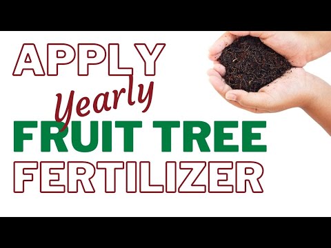 How To Fertilize Fruit Trees with Homemade Fruit Tree Fertilizer | Improved Fruit Production