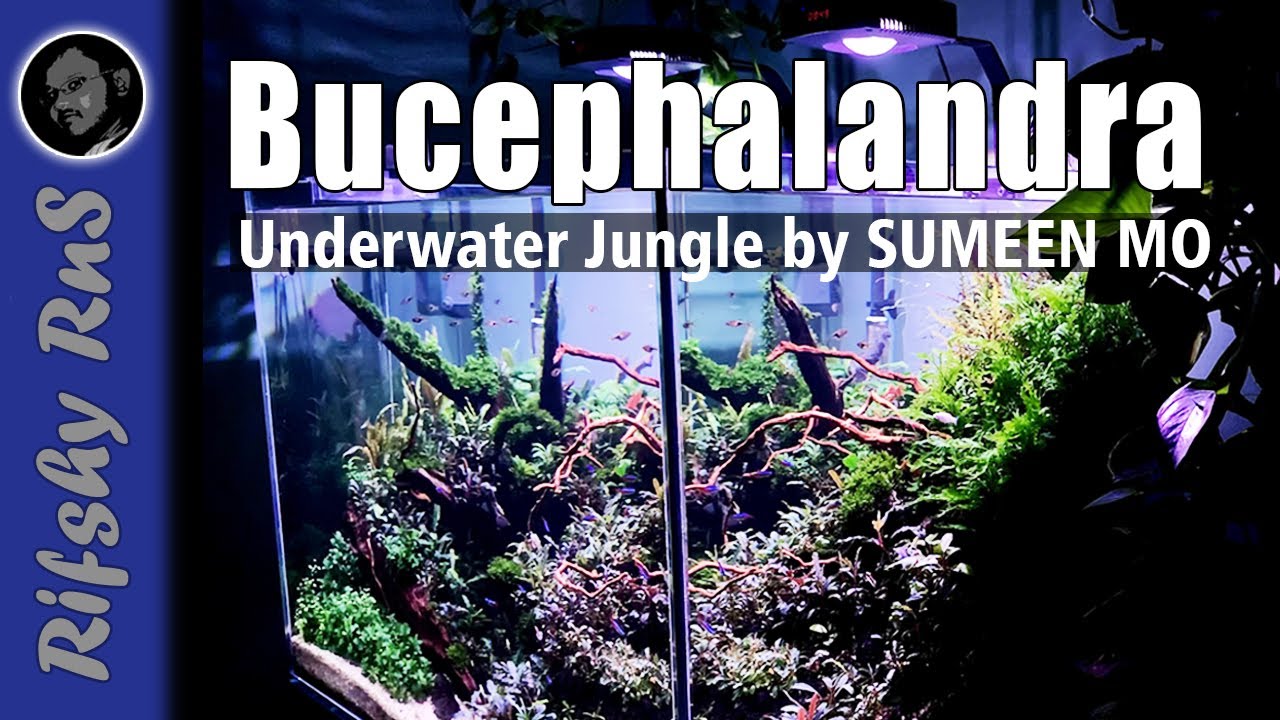 Bucephalandra Tank by SUMEEN MO - UnderwaterJungle - Aquaflora NL