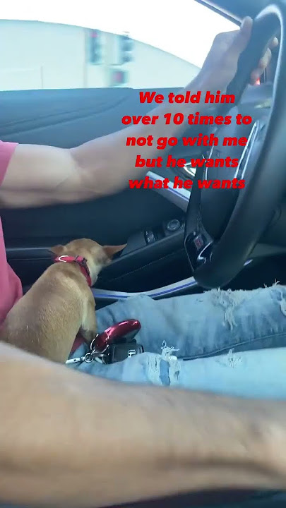 Turbo thought he was the real Turbo 💨I can’t 😅😅 He is fine and he will do again 💓🐶