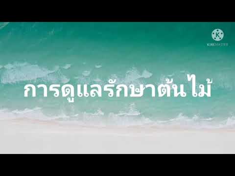 บทเรียนออนไลน์/ชั้นอนุบาล 1-3/สัปดาห์ที่ 25 หน่วย ต้นไม้แสนรัก