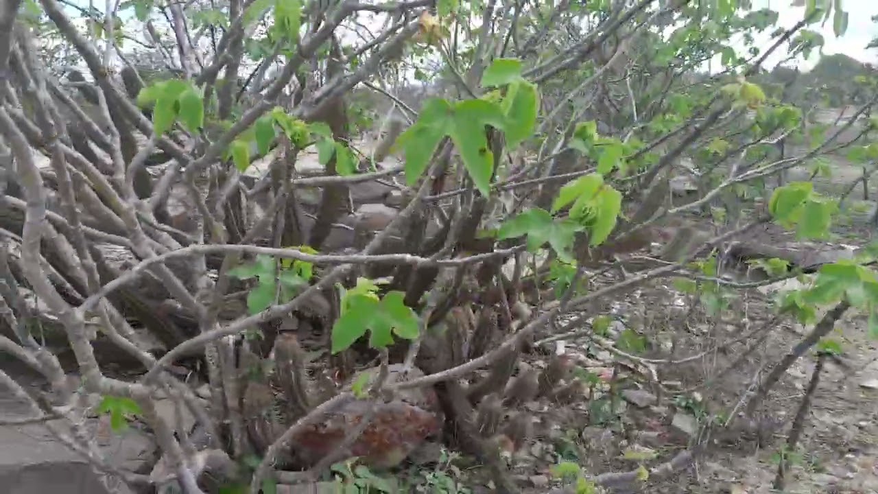 MOSTRANDO AS PLANTAS NATIVAS POR PERTO DE CASA 🏠 