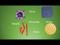 Difference among virus virion viroids virusoids and prions