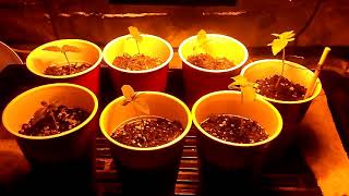 Seedlings before problems
