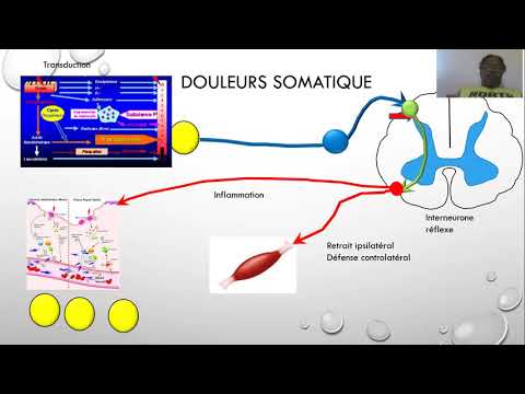 Vidéo: Douleur Nociceptive: Types, Phases Et Traitements