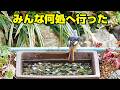 植木鉢でバードフィーダー（野鳥の餌台）ミルワーム編11～ジョウビタキ/スズメ/メジロ/ヒヨドリ（回想）