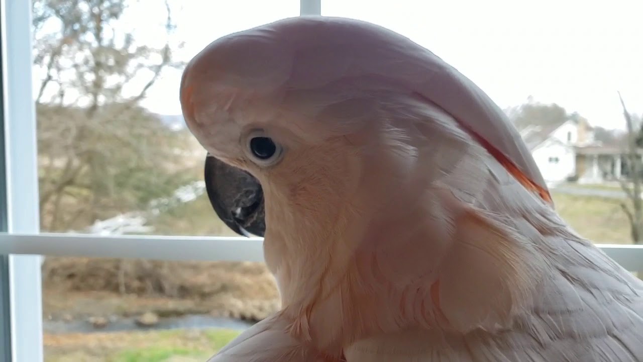 Max, Muskrat & Meow ???