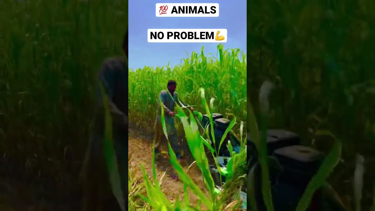 MAIZE, ALPHA,GRASS CUTTER | 03041112220