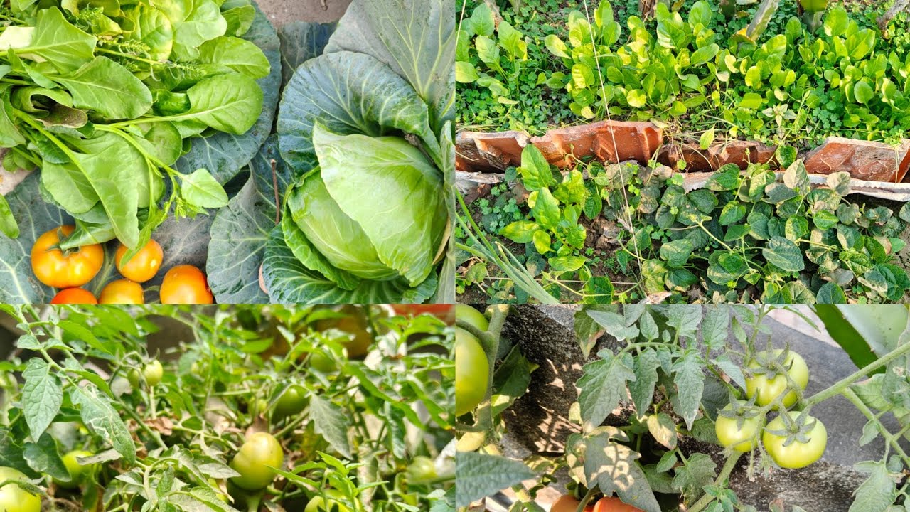 ছাদ থেকে সবজি হারভেস্ট করার মজা আপনিও পেতে পারেন।