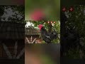        صبح طبیعت با صدای خروس 