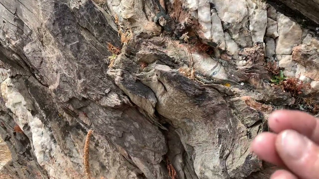 Biblical Tree Remains, 2 of 9