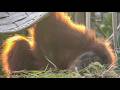 Lily doesn't want to go home yet.｜Sumatran Orangutan｜Ichikawa City Zoo｜市川市動植物園スマトラオランウータン 1/₂