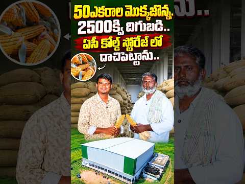 కోల్డ్ స్టోరేజ్ లో దాచిన 2500క్వి మొక్కజొన్న  | Nuziveedu Winner Gold Maize #shorts