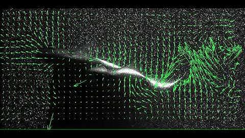 OpenPIV of a knife fish swimming