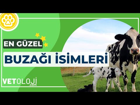 En Güzel Buzağı İsimleri - 80 Farklı İsim | Vetoloji