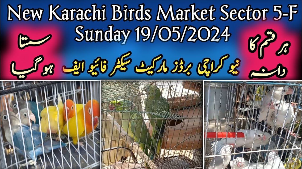 New Karachi Birds Market Sector 5F Sunday 19/05/2024Sunday Bird