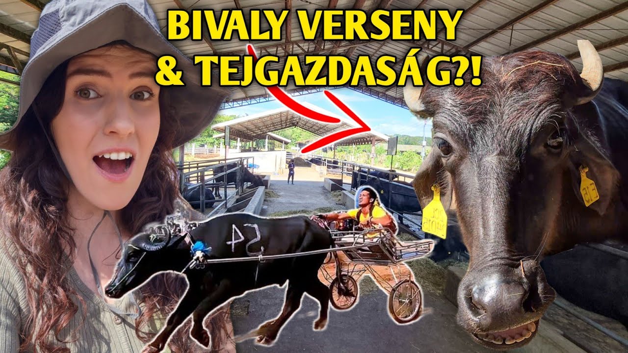 VIDÉKI ÉLET A FÜLÖP-SZIGETEKEN! Bivaly versenyen és Bivaly Farmon jártam! 