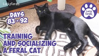 Training And Socializing A Feral Cat * Part 11 * Days 83  92 * Cat Video Compilation