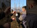 cosa potare in un pero e come farlo durante la #potatura