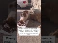 Street cats survive because people like you care.