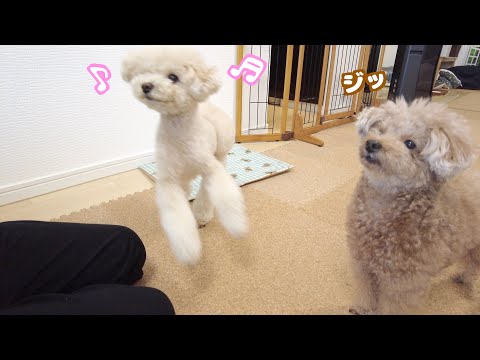 いつもより2時間早い朝に普段よりテンションが高い愛犬たちがこちら